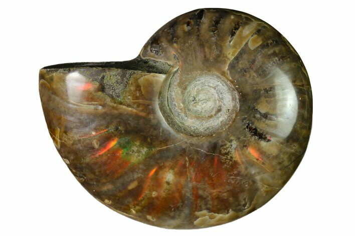 Red Flash Ammonite Fossil - Madagascar #151757